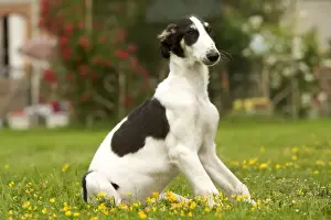 Wolfhound Prints: Borzoi / Russian Wolfhound - puppy