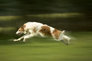 Borzoi Collection: Borzoi / Russian Wolfhound - running