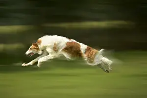Borzoi / Russian Wolfhound - running
