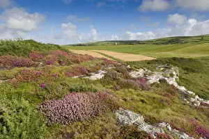 Heathers Prints: Boscastle - Forrabury Stitches - summer - Cornwall, UK