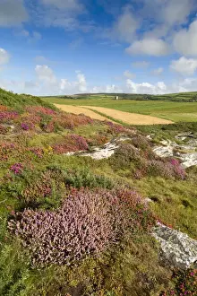 Landscapes Prints: Boscastle - Forrabury Stitches - summer - Cornwall, UK