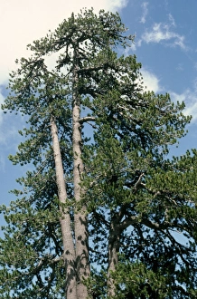 Images Dated 16th January 2007: Bosnian Pine Greece