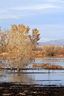 Images Dated 8th December 2008: Bosque del Apache National Wildlife Refuge