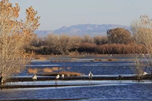 Images Dated 5th December 2008: Bosque del Apache National Wildlife Refuge