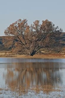 Images Dated 1st December 2008: Bosque del Apache National Wildlife Refuge - New Mexico