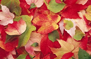 Images Dated 27th July 2004: Boston Ivy Leaves In autumn
