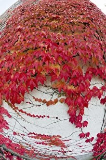 Images Dated 14th October 2013: Boston Ivy - on wall in autumn colour Germany (Parthenociss)