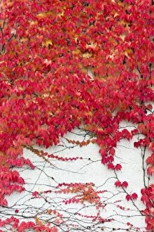 Images Dated 14th October 2013: Boston Ivy - on wall in autumn colour Germany (Parthenociss)