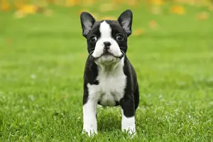 Boston Prints: BOSTON TERRIER