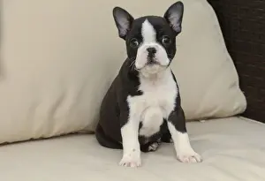 BOSTON TERRIER