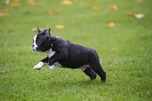 BOSTON TERRIER