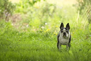 Boston Gallery: Boston Terrier Dog