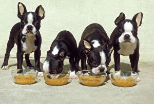 Bowls Collection: Boston Terrier Dog - 4 Puppies eating from dog bowls