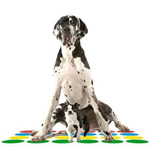 Boston Gallery: Boston Terrier Dog with Great Dane on Twister mat