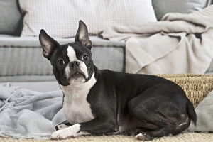 Images Dated 6th February 2020: Boston Terrier dog indoors