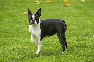 Boston Gallery: Boston Terrier dog outdoors     Date: 23-11-2020
