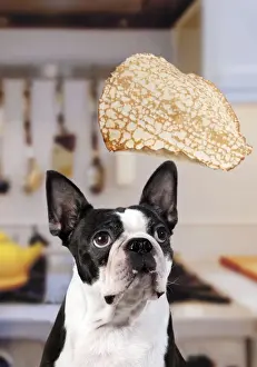 In Kitchen Prints: Boston Terrier Dog - with pancake being flipped