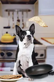 Funny Prints: Boston Terrier Dog - with pancake being flipped