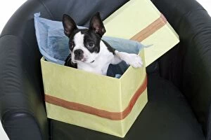 Images Dated 24th June 2006: Boston Terrier Dog - in present