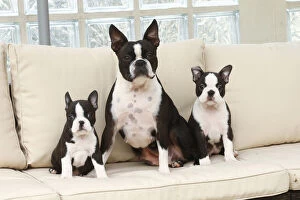 Boston Gallery: Boston Terrier dog and puppies indoors     Date: 23-11-2020
