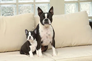 Boston Gallery: Boston Terrier dog and puppy indoors     Date: 23-11-2020