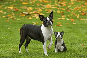 Boston Gallery: Boston Terrier dog and puppy outdoors     Date: 23-11-2020