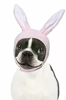 Bunny Gallery: Boston Terrier Dog, smiling, happy, mouth open wearing Easter bunny ears Date: 02-Mar-06