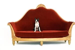 Images Dated 23rd June 2006: Boston Terrier Dog - on sofa