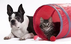 Boston Gallery: Boston Terrier & Domestic Cat Kitten with toy tunnel Boston Terrier & Domestic Cat Kitten with toy