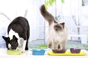 Images Dated 21st January 2012: Boston Terrier - eating dinner with Birman Cat