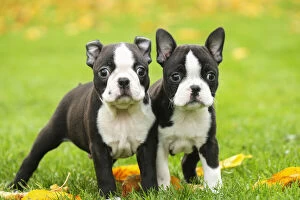 Boston Gallery: Boston Terrier puppies outdoors     Date: 23-11-2020