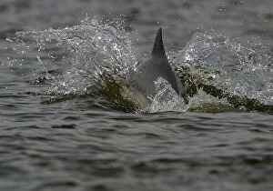 Images Dated 30th April 2004: Boto / Amazon River/ Pink dolphin. Maracaibo, Venezuela