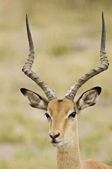 Botswana, Africa. Male impala with beautiful