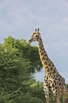 Images Dated 16th May 2012: Botswana, Africa. Masai Giraffe in warm