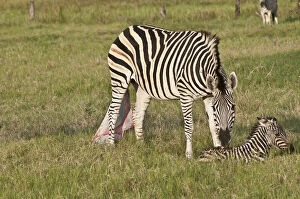 Burchellii Gallery: Botswana, Africa. Newborn Zebra foal is