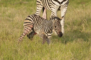 Burchellii Gallery: Botswana, Africa. Newborn Zebra foal walks