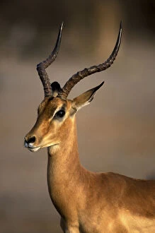 Botswana, Chobe National Park, Adult Male