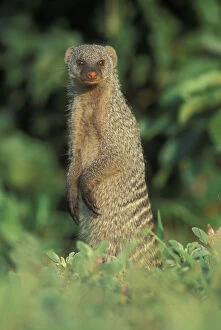 Botswana, Chobe National Park, Banded Mongoose