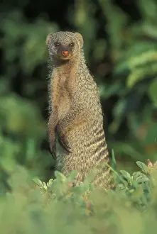 Banded Prints: Botswana, Chobe National Park, Banded Mongoose