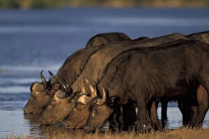Caffer Gallery: Botswana, Chobe National Park, Cape Buffalo