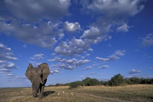 Botswana, Chobe National Park, Charging