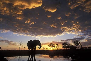 Sunset Gallery: Botswana, Chobe National Park, Elephant