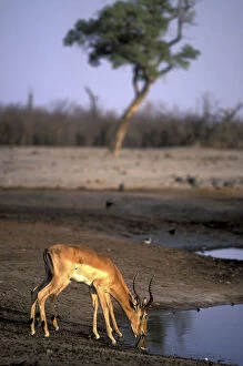 Botswana, Chobe National Park, Impala herd