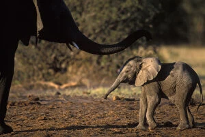 Botswana, Chobe National Park, Infant Elephant