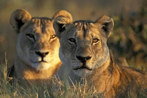 Botswana, Chobe National Park, Lionesses
