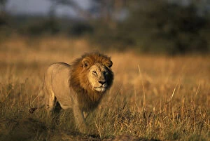 Botswana, Chobe National Park, Male lion
