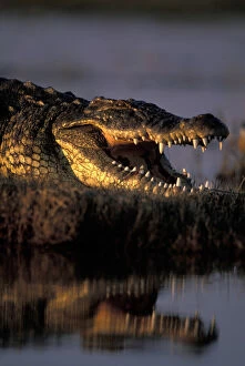 Fang Gallery: Botswana, Chobe National Park, Nile Crocodile