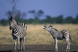 Botswana, Chobe National Park, Plains Zebra