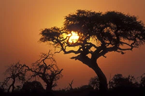 Botswana, Chobe National Park, Setting sun