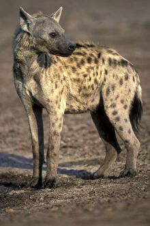 Botswana, Chobe National Park, Spotted Hyena